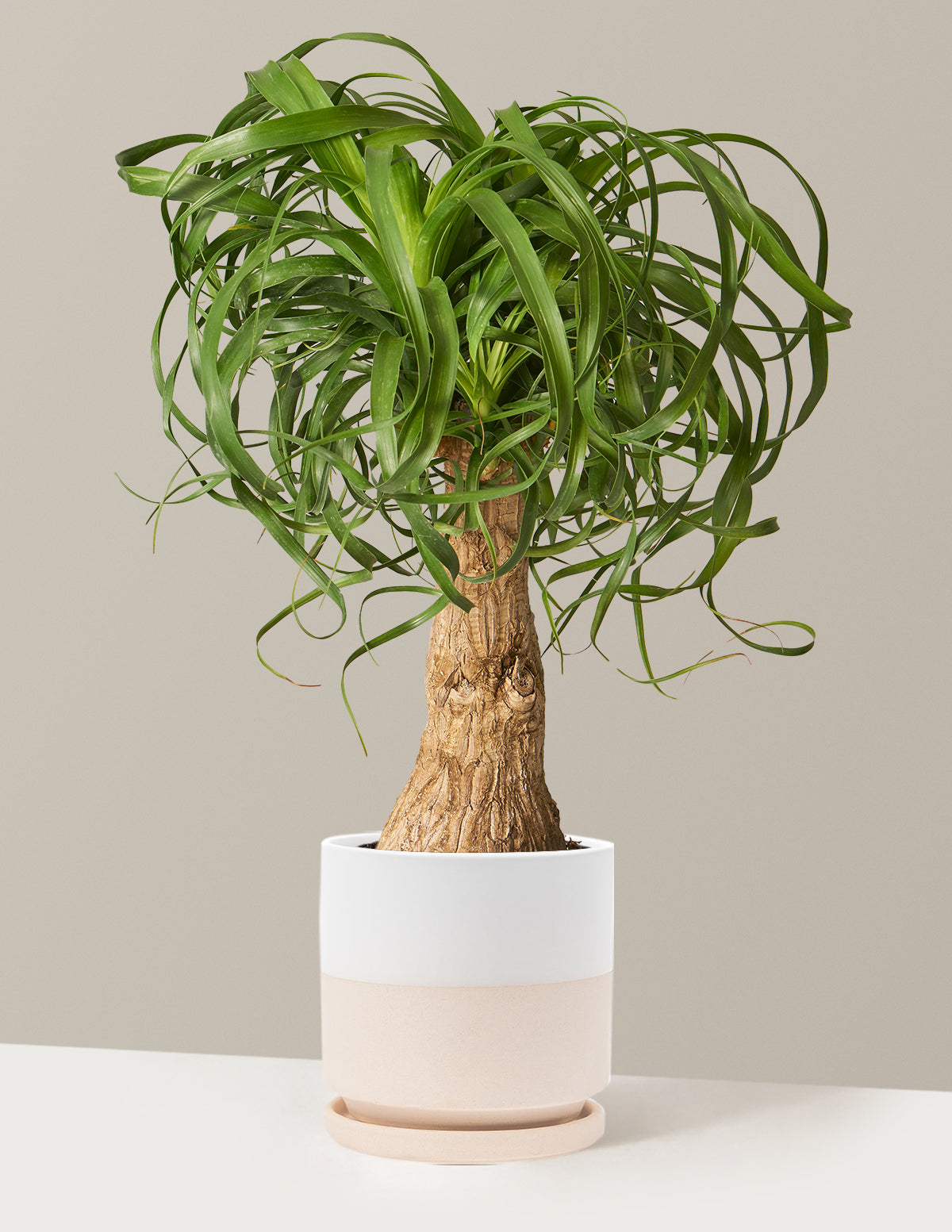 Ponytail Palm