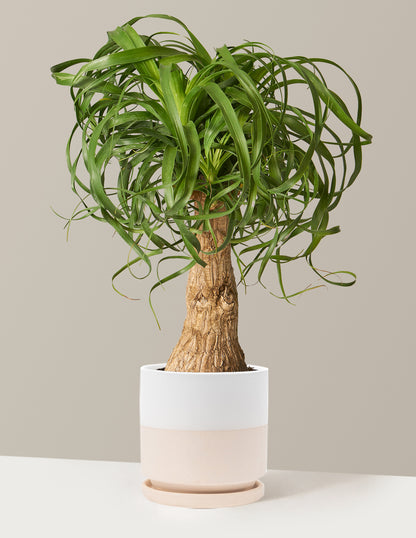 Ponytail Palm