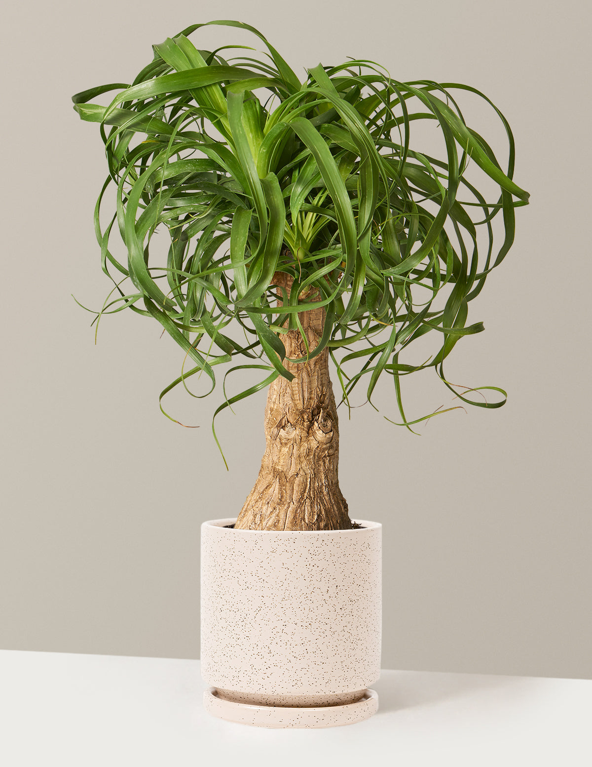 Ponytail Palm