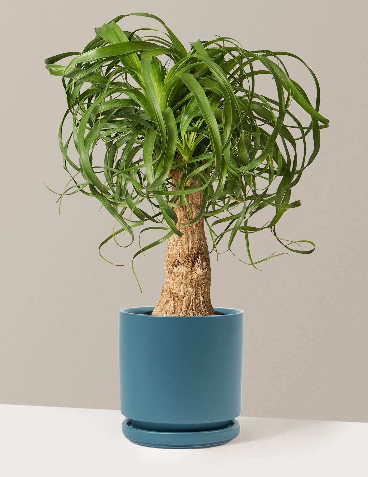Ponytail Palm