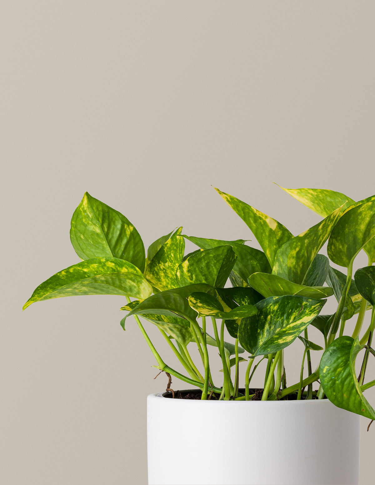 pothos soft leaves Golden Pothos | Easy, Beginner-Friendly Houseplants