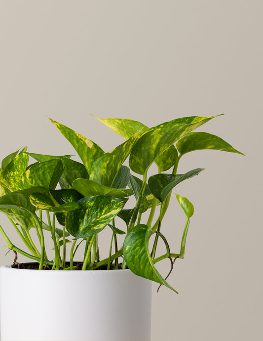 Golden Pothos