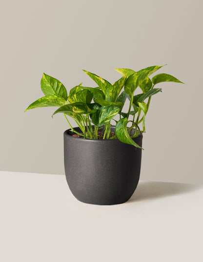 pothos window sill Golden Pothos Houseplant with Planter - Medium (7"-8" tall) Black Planter