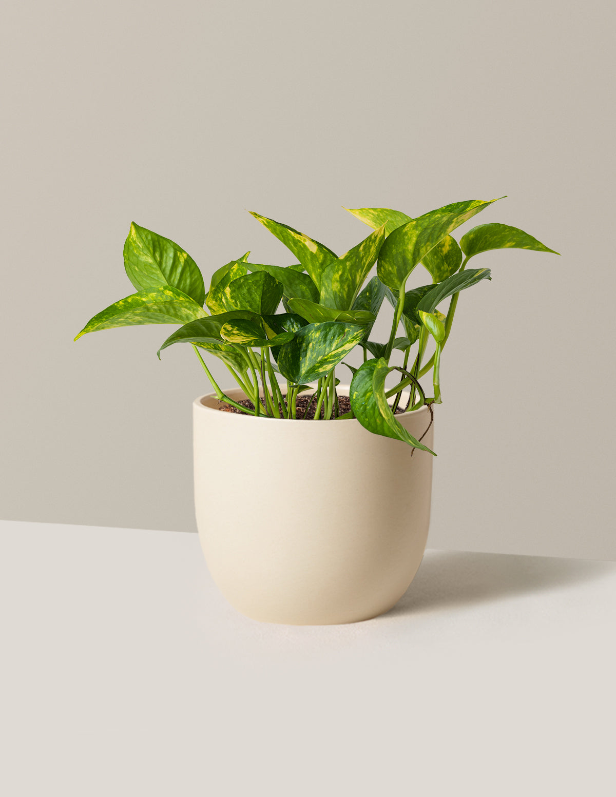 Golden Pothos
