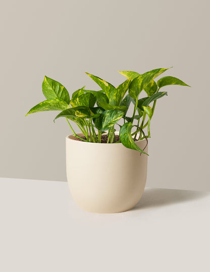 Golden Pothos