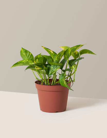 pothos plant the sill Golden Pothos Houseplant with Planter - Medium (7"-8" tall) Black Planter
