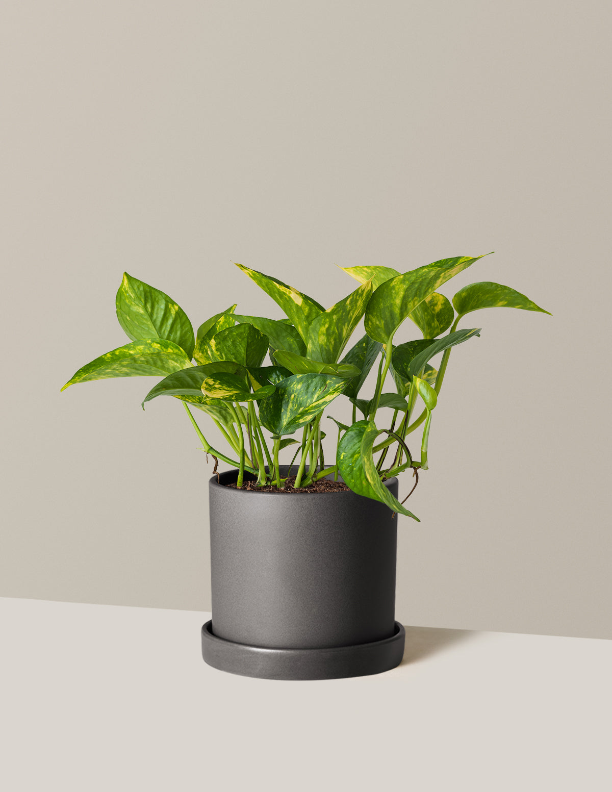 Golden Pothos