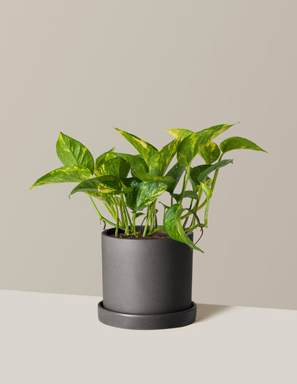 Golden Pothos