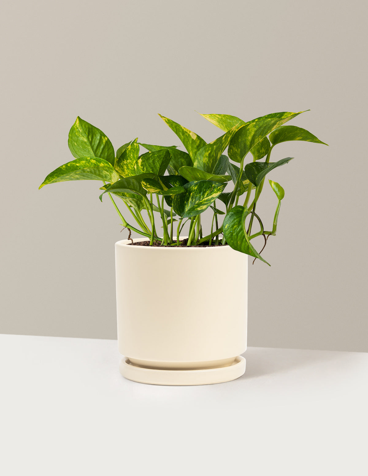 Golden Pothos