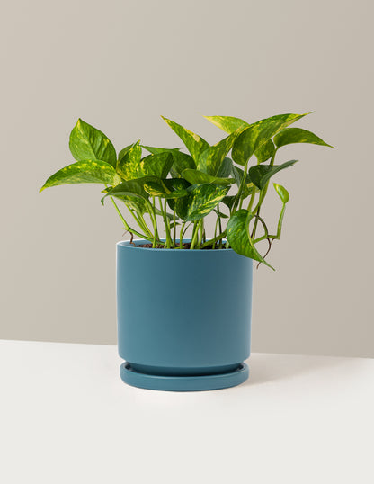 Golden Pothos