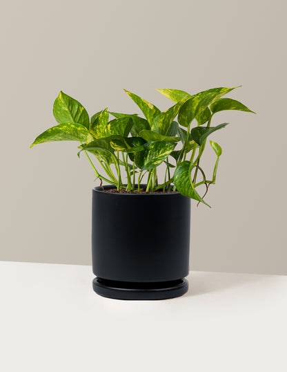 golden pothos size Golden Pothos | Easy, Beginner-Friendly Houseplants