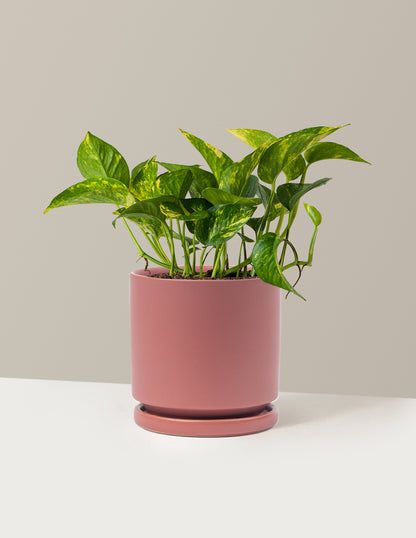 Golden Pothos