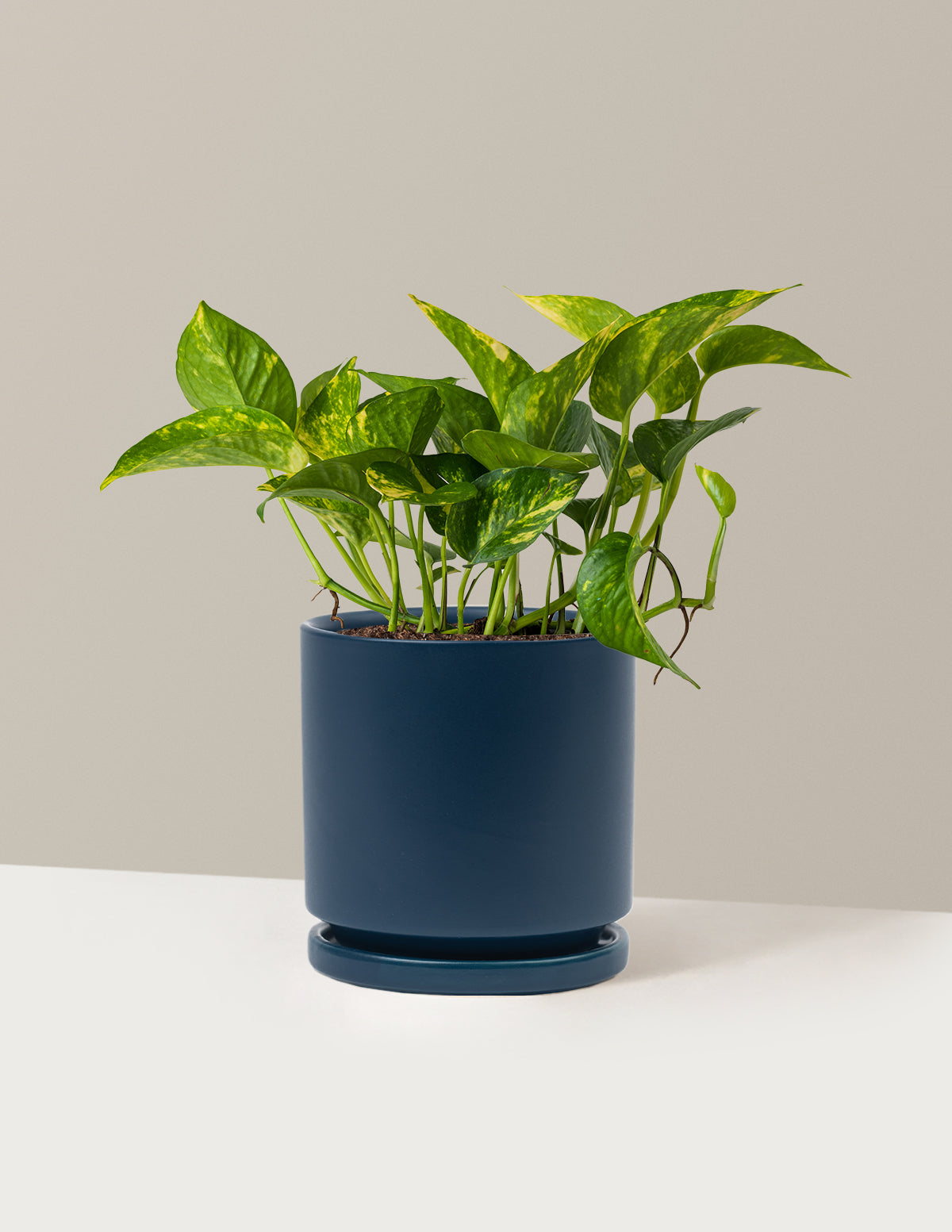 Golden Pothos
