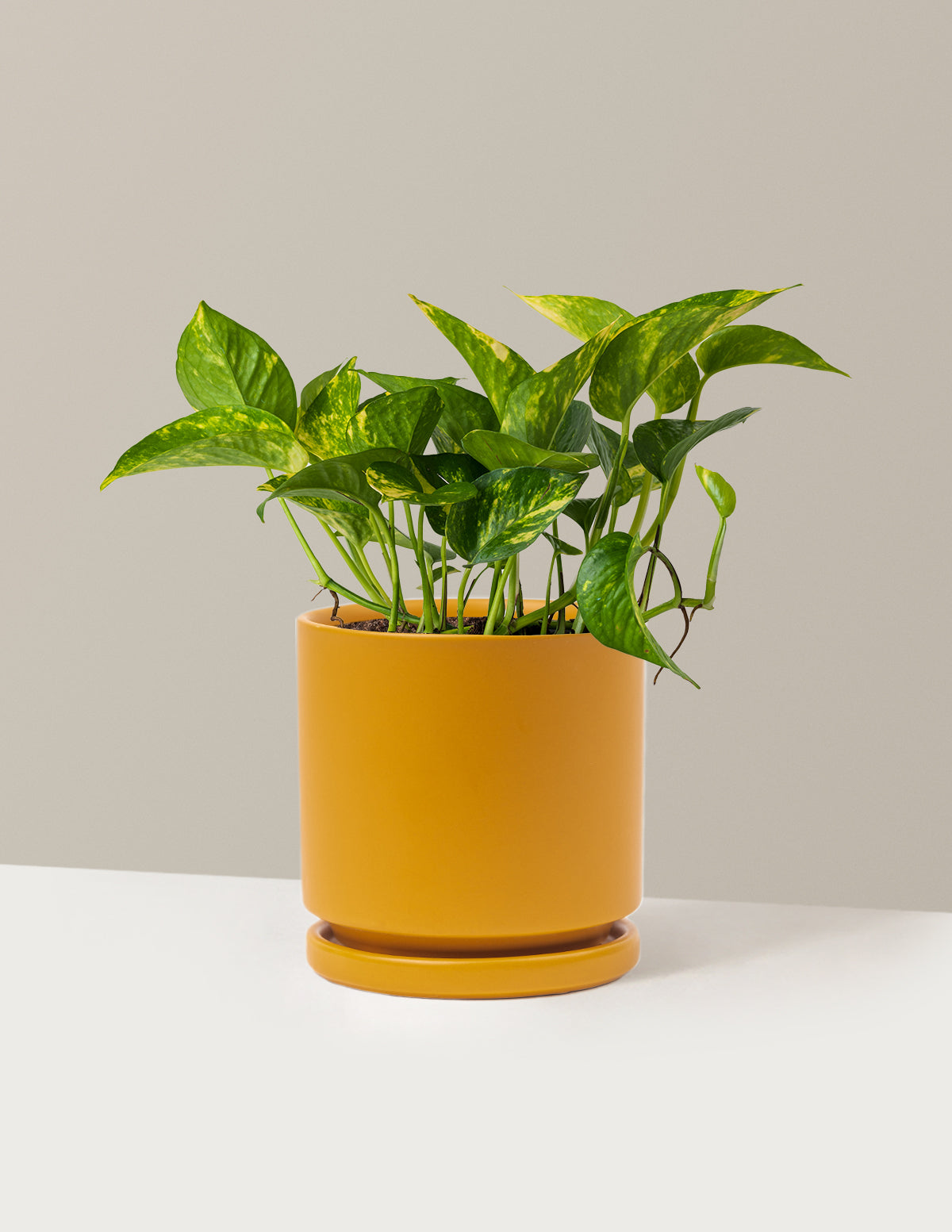 philodendron white knight kaufen Medium Philodendron 'White Knight' main image 1