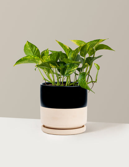 Golden Pothos