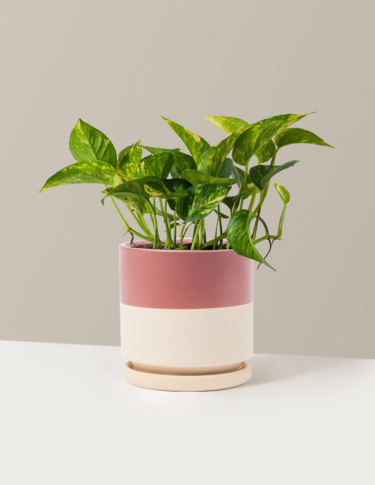 Golden Pothos