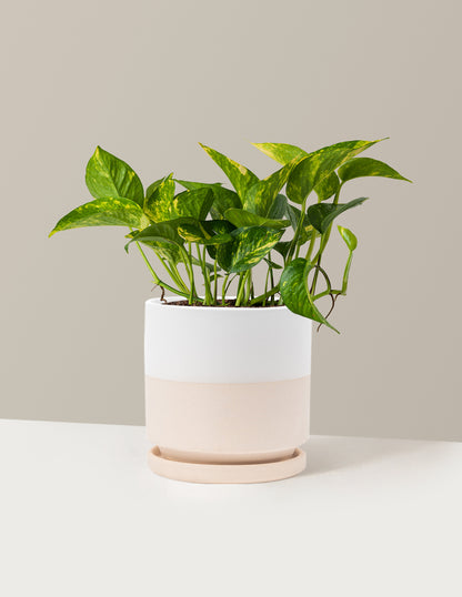 Golden Pothos
