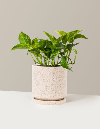 Golden Pothos