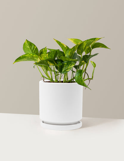 golden pothos with white Golden Pothos Houseplant with Planter - Medium (7"-8" tall) Lavender Planter