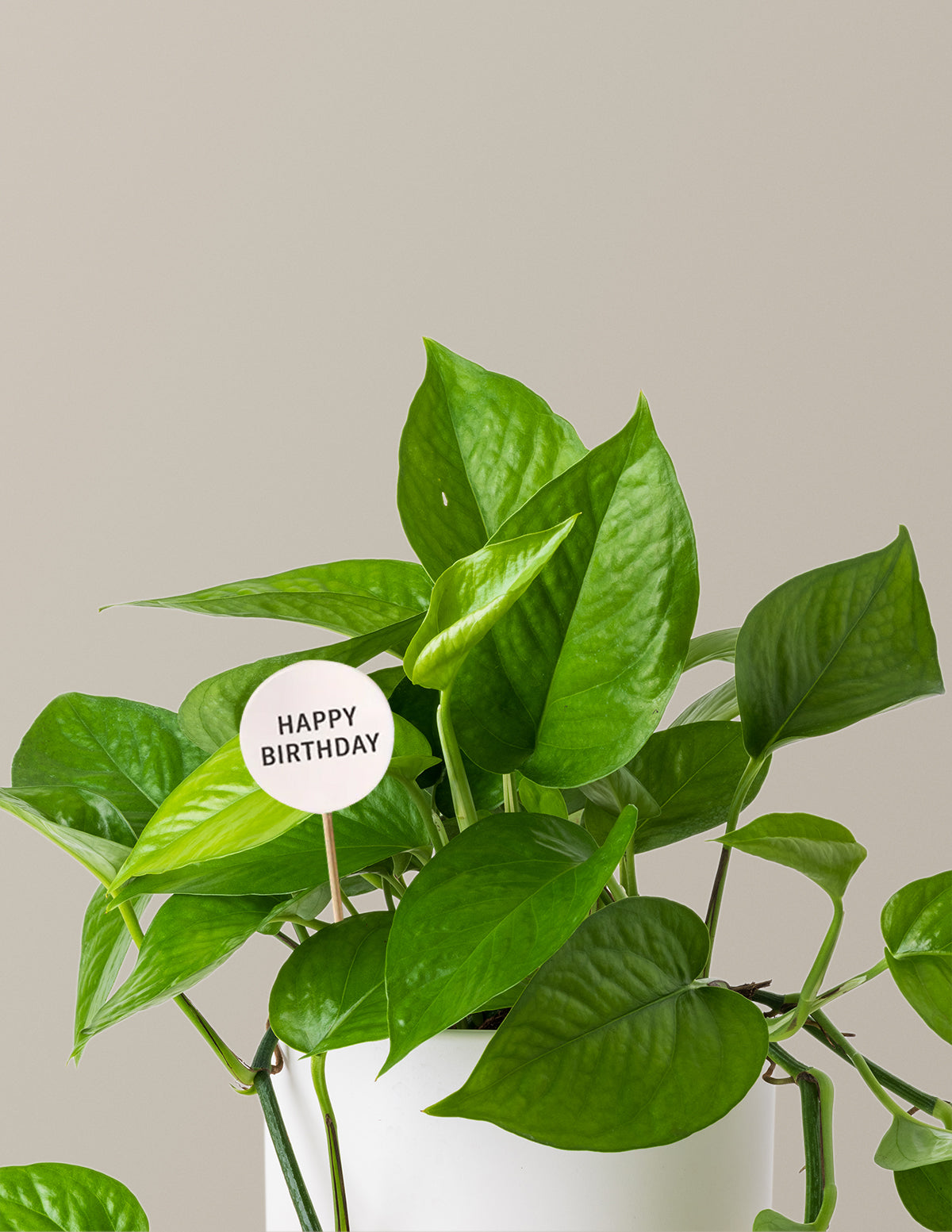 happy jade plant Jade Pothos Birthday Bundle | Easy, Beginner-Friendly Houseplants