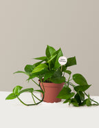 Happy Birthday Jade Pothos