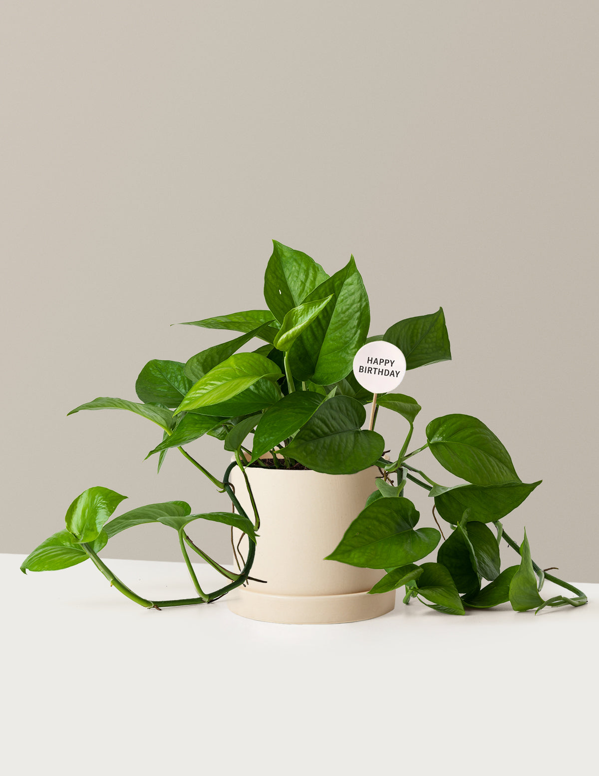 Happy Birthday Jade Pothos