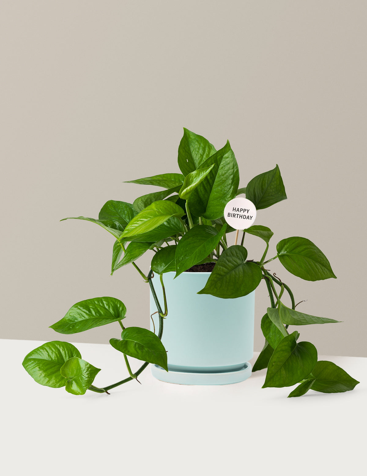 Happy Birthday Jade Pothos
