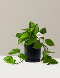 Happy Birthday Jade Pothos