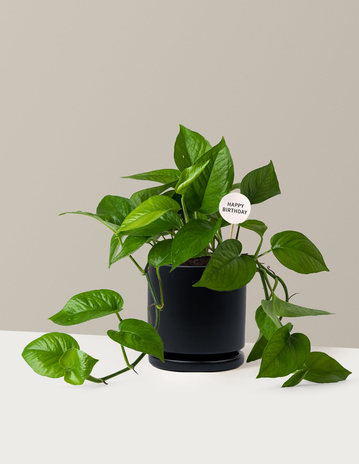 Happy Birthday Jade Pothos
