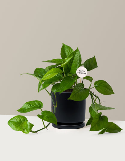 Happy Birthday Jade Pothos