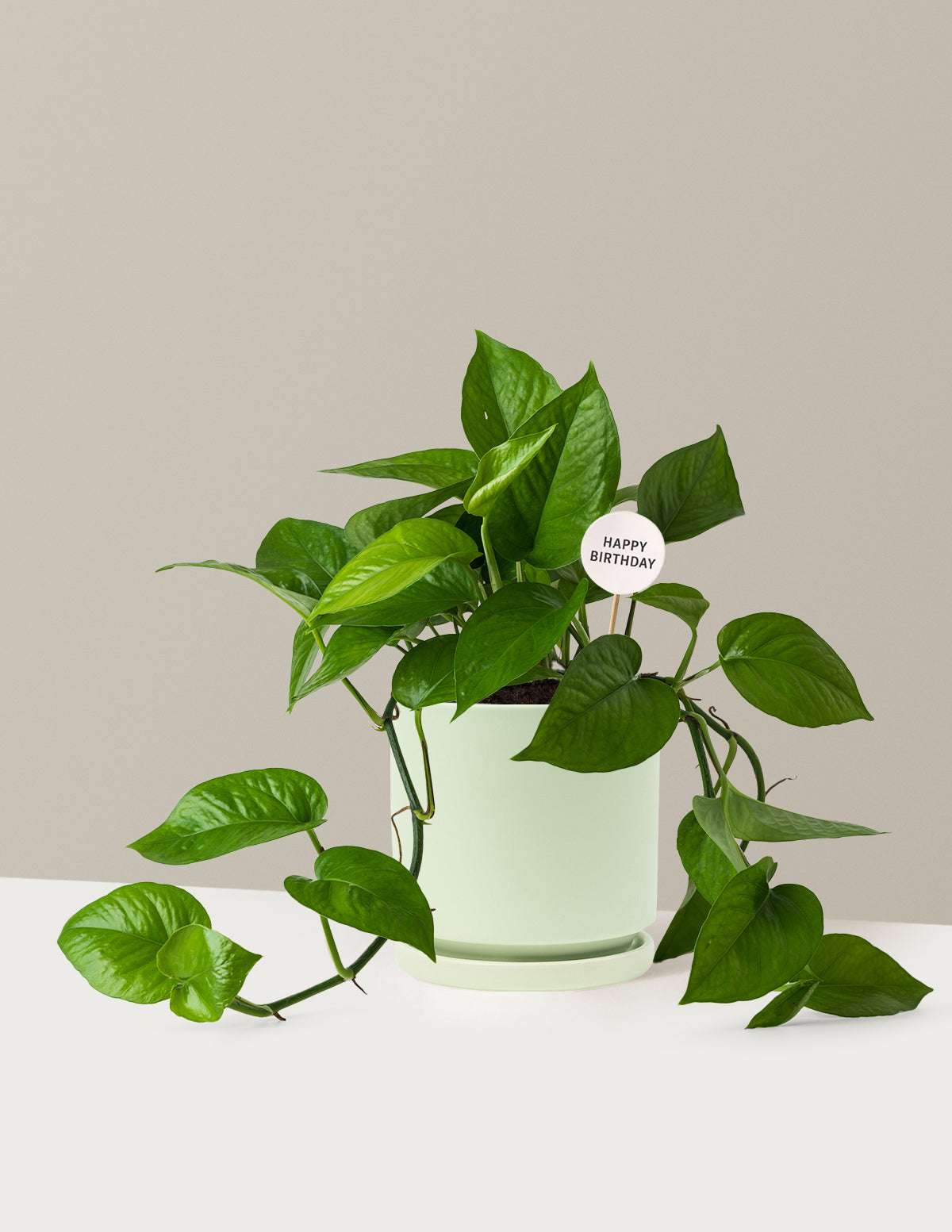 Happy Birthday Jade Pothos