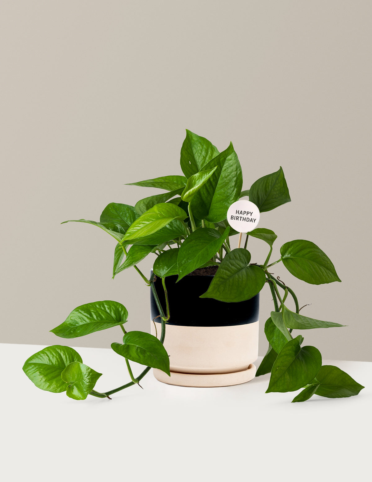 Happy Birthday Jade Pothos