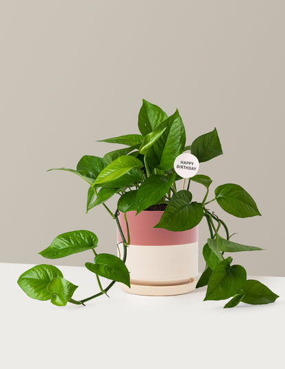 Happy Birthday Jade Pothos