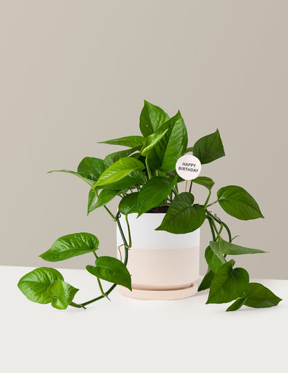 Happy Birthday Jade Pothos