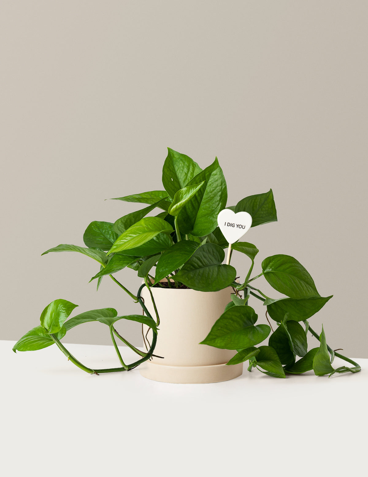 jade pothos the sill Jade Pothos Bundle | Easy, Beginner-Friendly Houseplants
