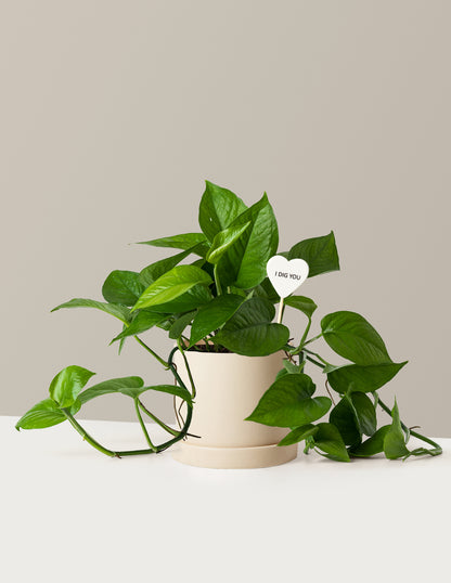 I Dig You Jade Pothos