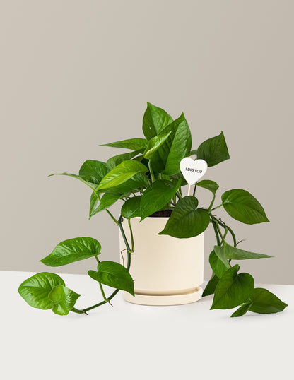 I Dig You Jade Pothos
