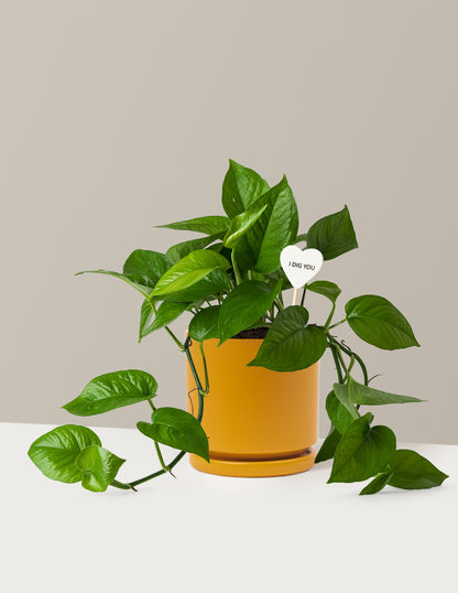 Happy Birthday Jade Pothos