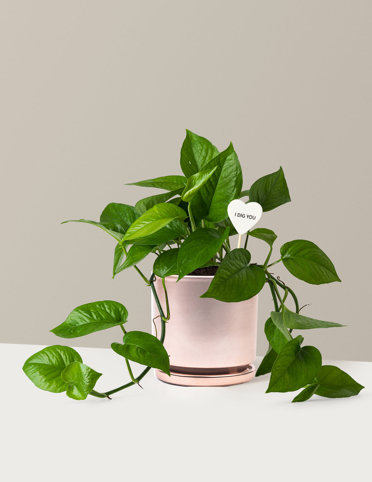 I Dig You Jade Pothos