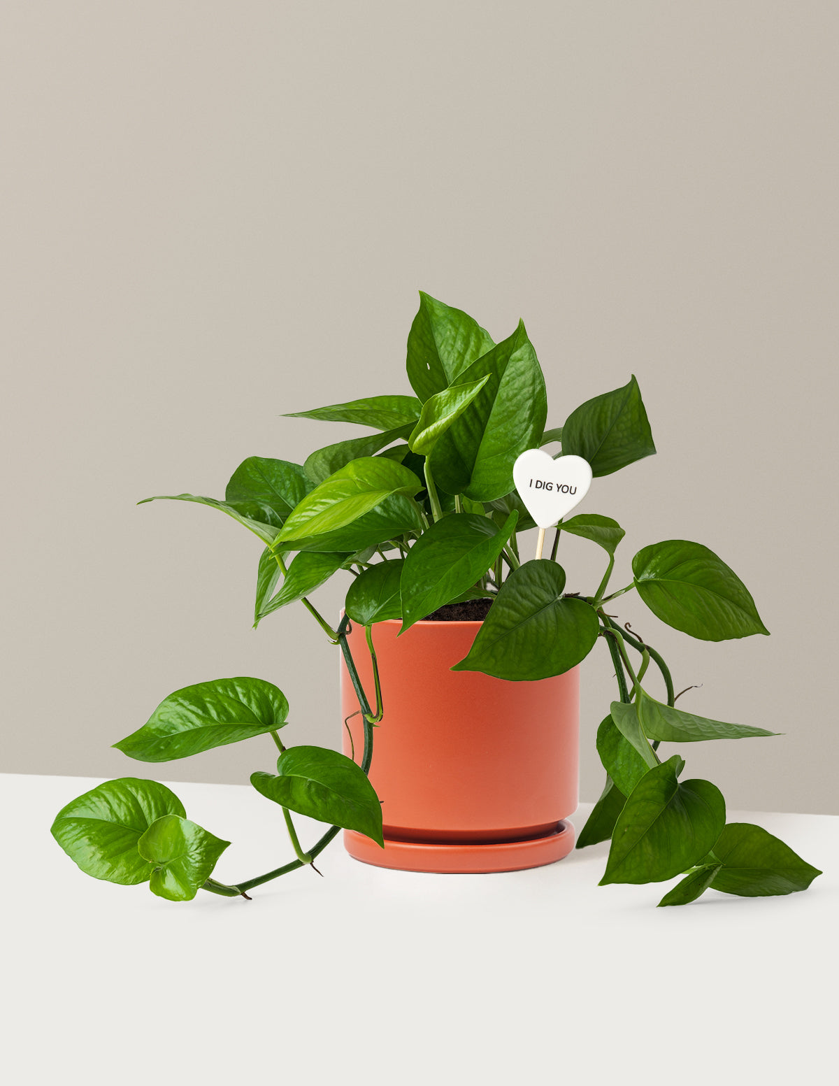 I Dig You Jade Pothos