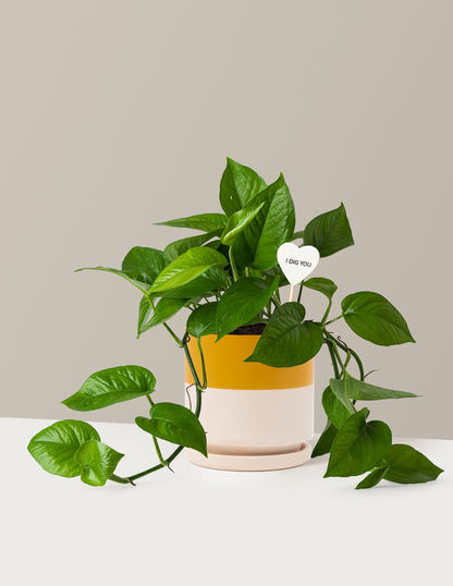 I Dig You Jade Pothos