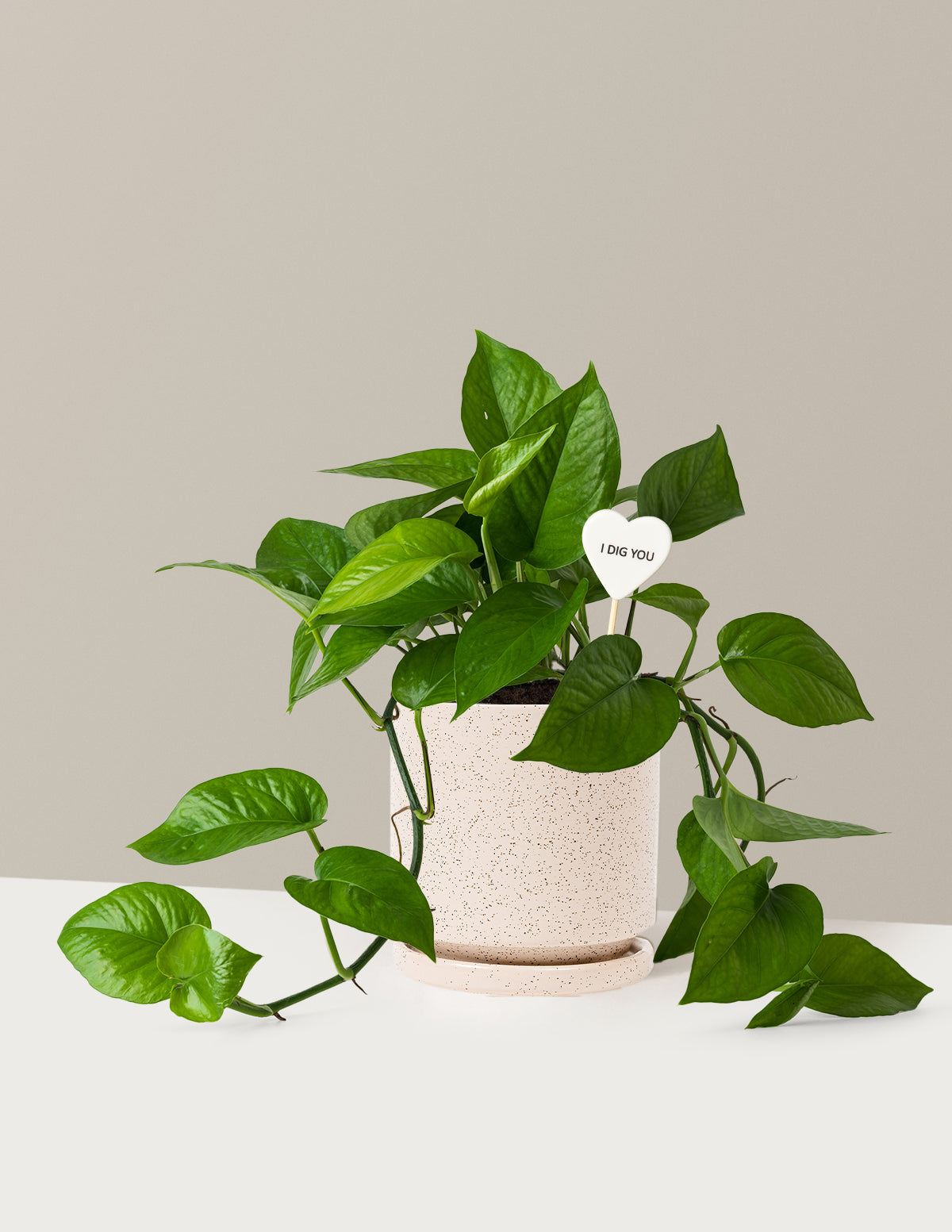 I Dig You Jade Pothos