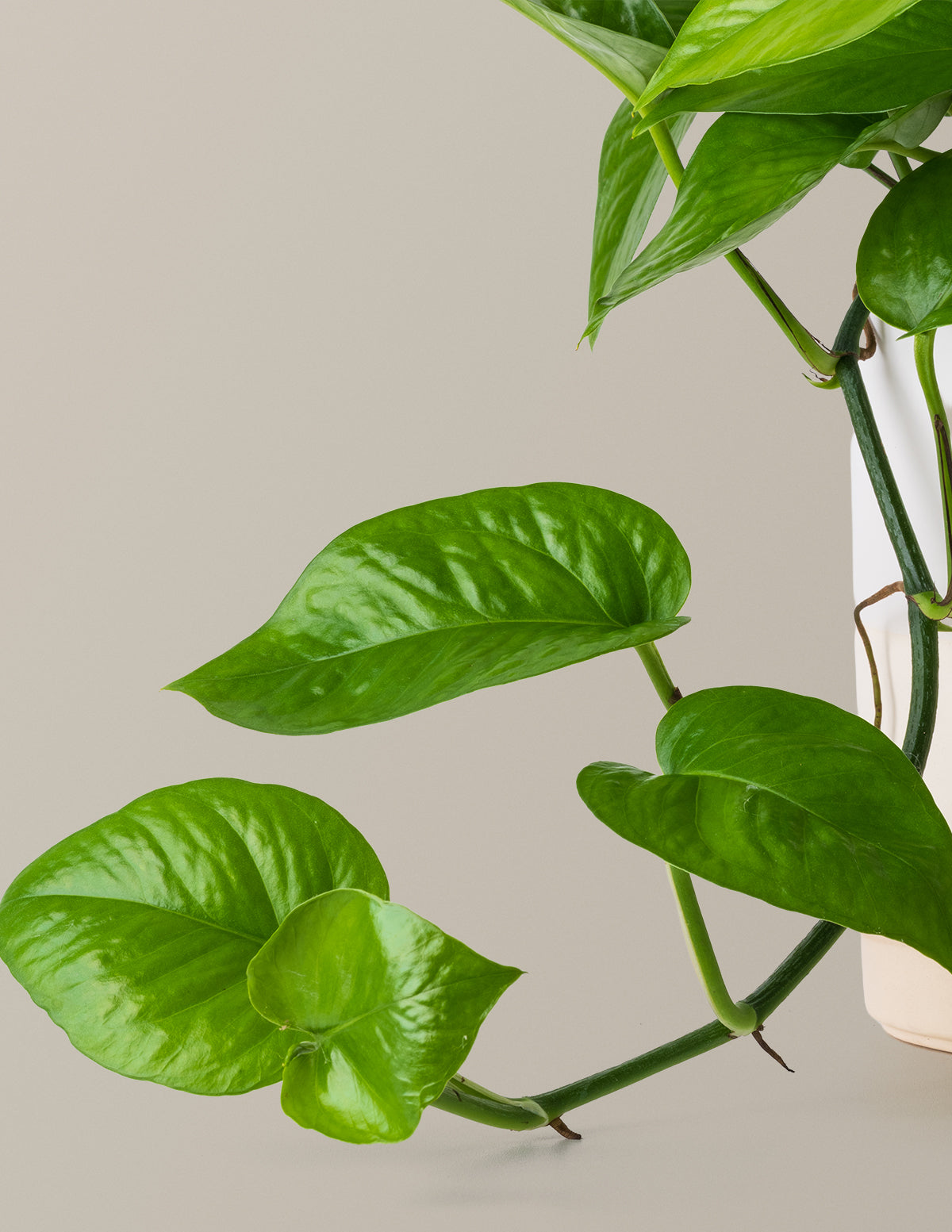 The Sill Jade Pothos - Thumbnail 3