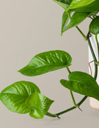 Jade Pothos