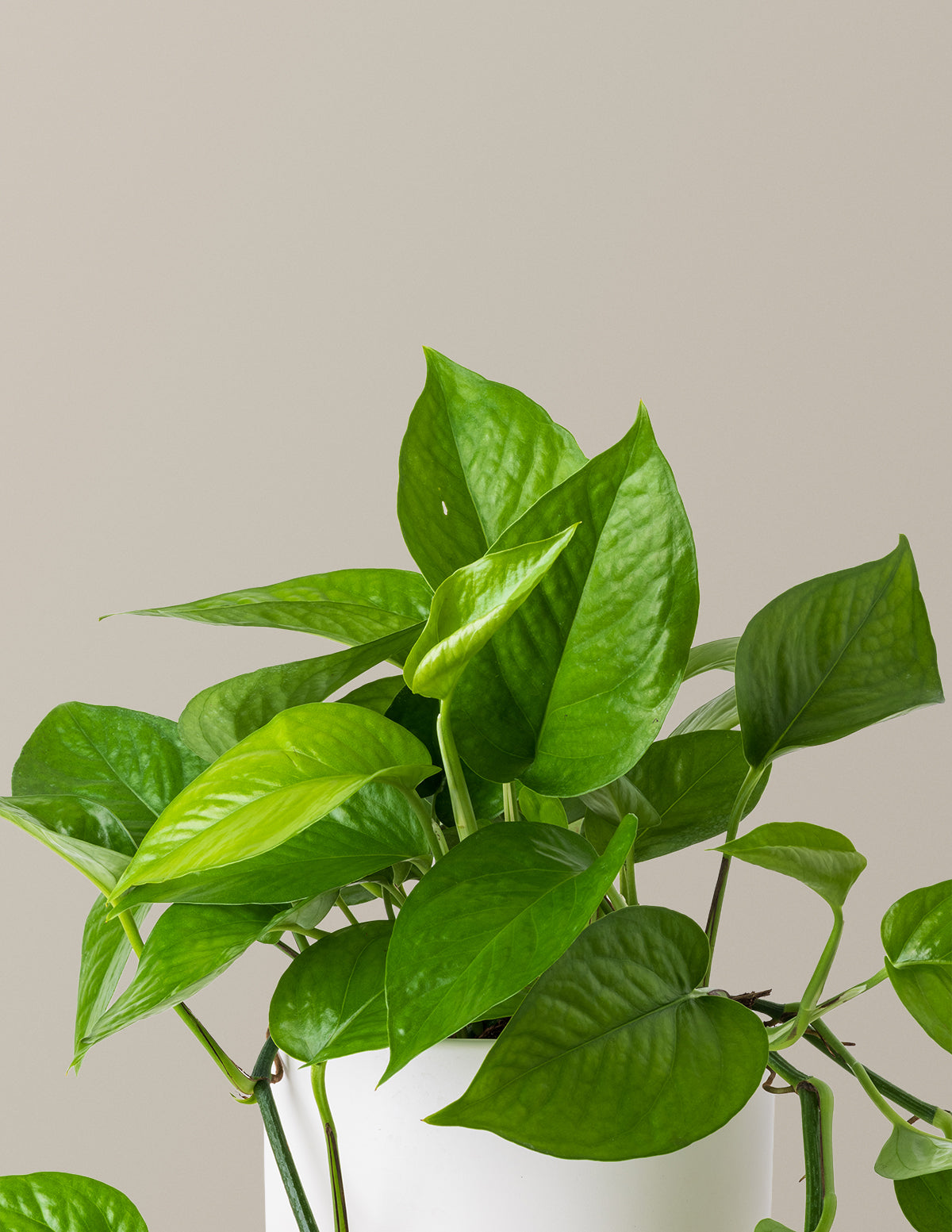 jade pothos cats Jade Pothos