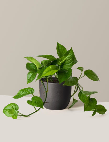 Jade Pothos