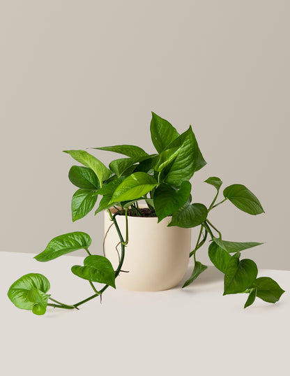Jade Pothos