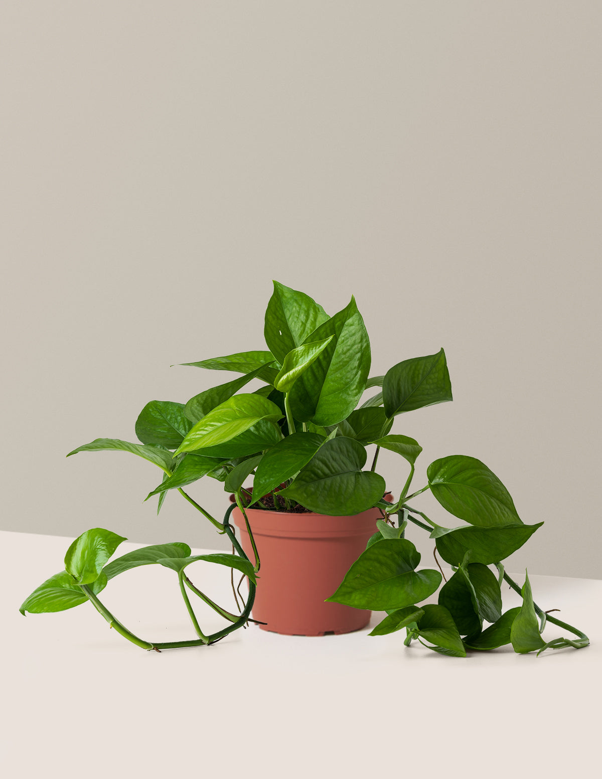 bundle | Medium | Grow Pot