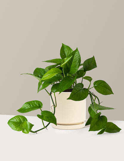 Jade Pothos
