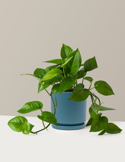Jade Pothos
